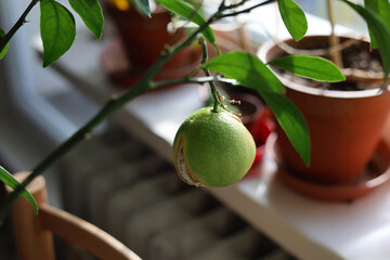 Green orange during the winter months in the apartment.