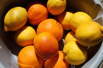 Oranges and lemons in a container.