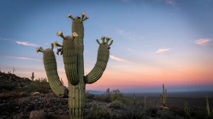Desert landscape with cacti at sunset