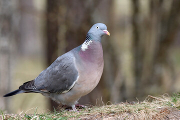 Wood pigeon