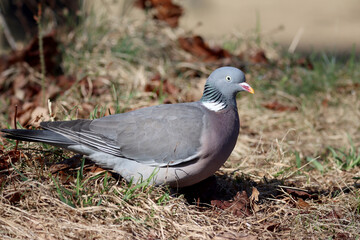 wood pigeon