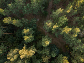 Evening forest from above