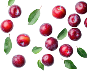 Harvesting plums orchard food fresh aerial isolated on transparent background, png