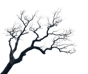 Fototapeta premium Eerie tree silhouette nature minimalist isolated on transparent background, png