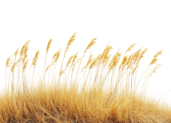 Waving grass shoots in bright field nature scene tranquil isolated on transparent background, png