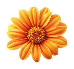 Vibrant orange flower nature isolated on transparent background, png