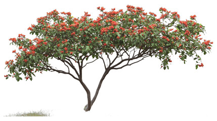 a animated tree with red berries on a transparent background, PNG image, PNG file, Generative art.
