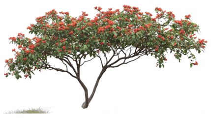 a animated tree with red berries on a transparent background, PNG image, PNG file, Generative art.