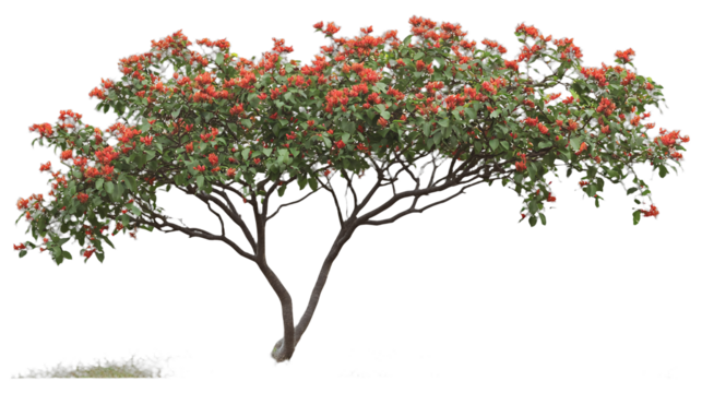 a animated tree with red berries on a transparent background, PNG image, PNG file, Generative art. - Powered by Adobe