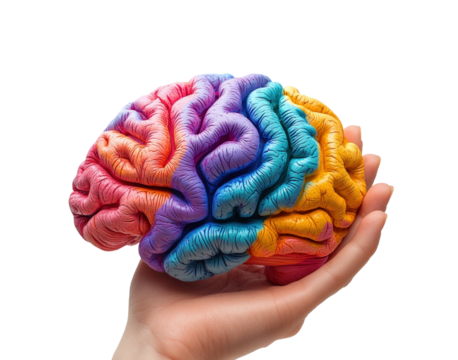 Exploring brain functionality science lab model isolated on transparent background, png