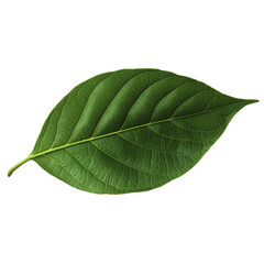 Obraz premium Single green leaf with veins detail nature