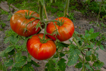 Ripe tomatoes on the branches of a tomato tree for publication, banner, cover, website.