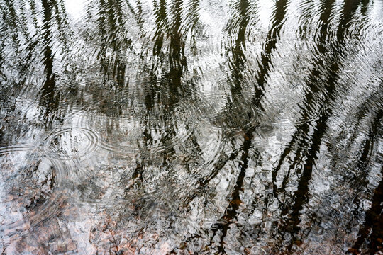 Reflection of trees in pond with rings formed by rain in the water surface.