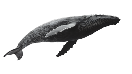 a large humpback whale soaring above the water on a transparent background, PNG image, PNG file, Generative art.