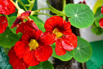 Nasturtium is an annual plant with bright, edible flowers. In India, it is commonly known as Monk's...