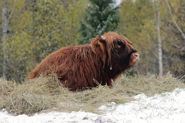 Brown young horned highland cow preparing for winter eating hay in meadows of Latvia.