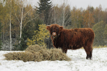 Brown young horned highland cow preparing for winter eating hay in meadows of Latvia.