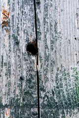 Old weathered wood with moss and nail hole
