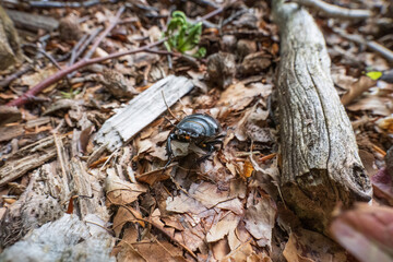 Stag beetle crawling on forest floor among leaves and wood
