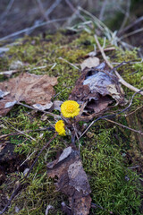 a coltsfoot flower in the forest