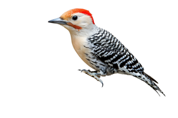 a red and white bird perched branch against a on a transparent background, PNG image, PNG file, Generative art.
