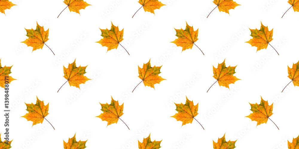 Wall mural seamless pattern of colorful isolate maple leaves creating an autumnal backdrop