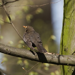 Turdus merula aka Eurasian or Common blackbird female perched on the tree. Common bird in Czech republic. 
