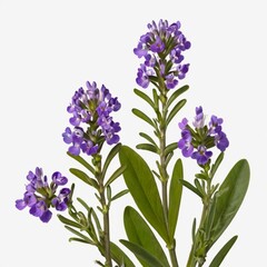 Obraz premium Polygala myrtifolia, myrtle-leaf milkwort, clipping route, flowers isolated on white