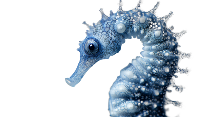 a blue sea horse with sparkling pearls on a transparent background, PNG image, PNG file, Generative art.