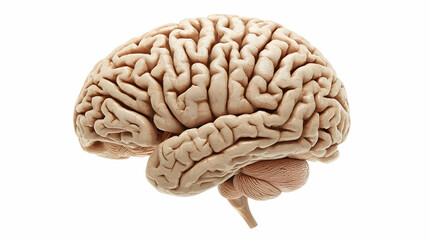 Human Brain Anatomy Illustration