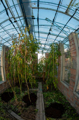 Fototapeta premium Fertilizing tomato vines with compost. Growing environmentally friendly tomatoes.