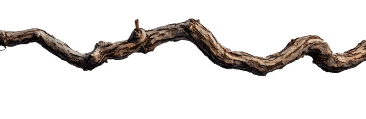 A vine with rugged texture that is twisted and dry is isolated on a white background.