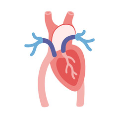  Detailed Aorta Anatomy Illustration