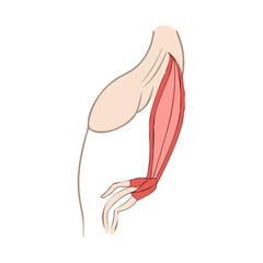  Anatomy of Biceps Brachii