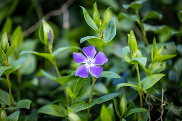 A periwinkle flower in bloom in springtime, with a shallow depth of field