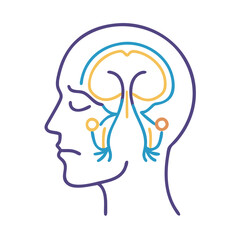  Cranial Nerves Anatomy Vector