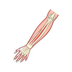  Detailed Extensor Muscles Anatomy