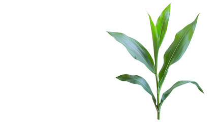 Fototapeta premium a green plant in the wind on a transparent background, PNG image, PNG file, Generative art.