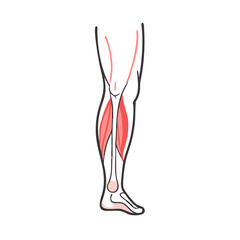  Gastrocnemius Muscle Medical Icon