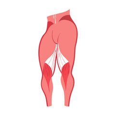  Gluteus Maximus Muscle Icon Design