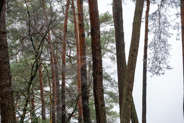 Pine trees along sandy patch in Otterlose Buurtbos near Otterlo in The Netherlands