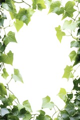 Fototapeta premium Cascading ivy vines form an elegant and natural green botanical frame