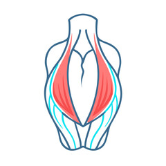  Latissimus Dorsi Muscle Anatomy