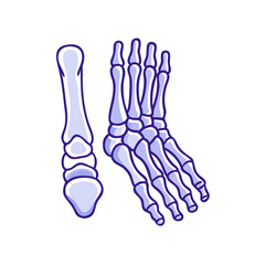  Metatarsals Medical Anatomy Icon