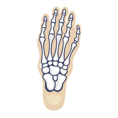  Detailed Metatarsals Anatomy