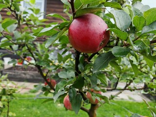 Ripe red apples hang on the tree branches among the green leaves. After rain, the fruit is covered with drops of water. The tree grows on a grassy lawn near the house. Cloudy autumn weather