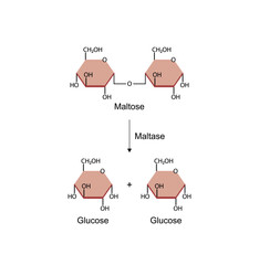 Obraz premium Maltose, malt sugar, chemical structure. Disaccharide Molecule. Glucose Sugar units. Scientific Diagram. Vector Illustration