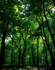 Obraz premium Dense emerald canopy, sunlight dappling forest floor, trees, plants