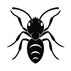 Ant Head with Mandibles for Education Use