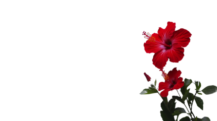 a red flower on a transparent background, PNG image, PNG file, Generative art.